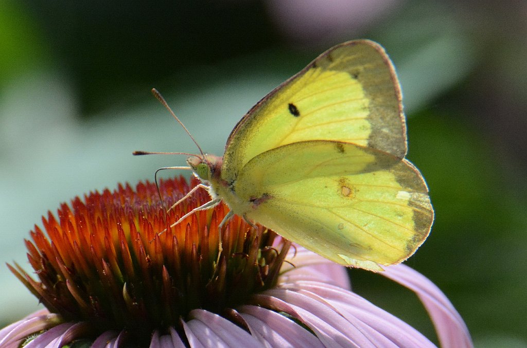 035 2013-07284585 Broad Meadow Brook, MA.JPG - Clouded Sulphur Butterfly (Colias philodice). Broad Meadow Brook Wildlife Sanctuary, MA, 7-28-2013